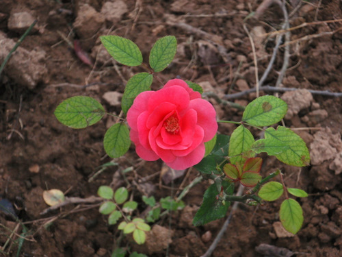 Rose, the same word in hundreds of languages